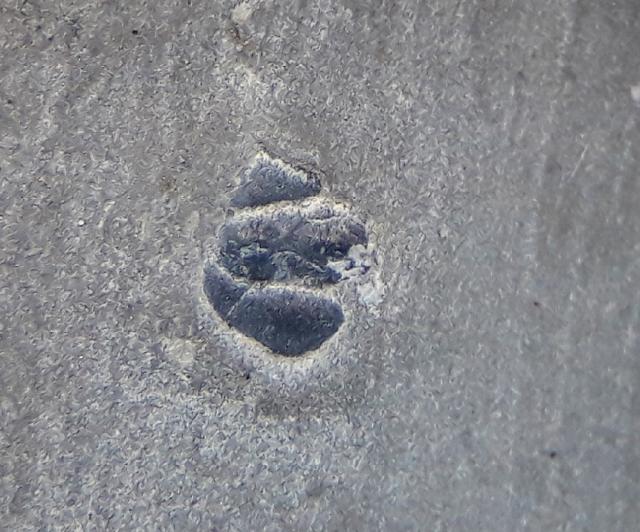 Elrathia kingii (MEEK 1870) - Bild © FossNet FossilienStore